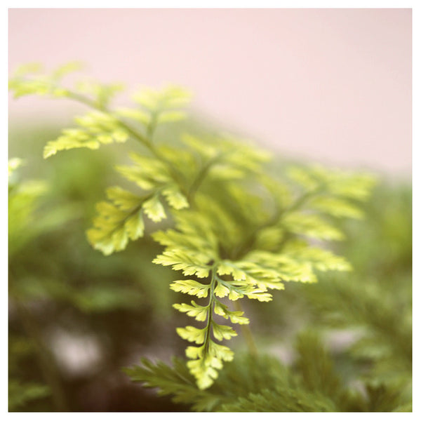 Fern Study On Pink #4 - Fine Art Photograph