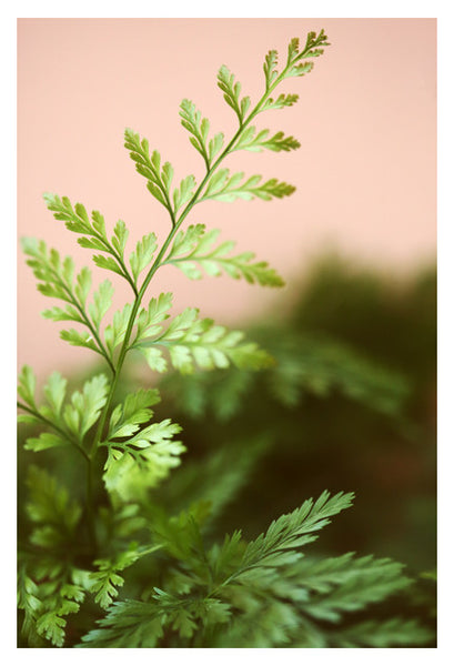 Fern Study On Pink #3 - Fine Art Photograph