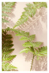 Shadow Fern #2 - Fine Art Photograph