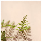 Shadow Fern #1 - Fine Art Photograph