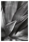 Desert #4 - Fine Art Photograph