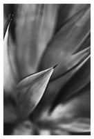 Desert #4 - Fine Art Photograph