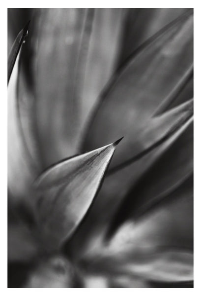 Desert #4 - Fine Art Photograph