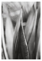 Desert #5 - Fine Art Photograph