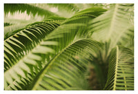 The Green Light #7 - Fine Art Photograph