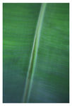 Plantain #2 - Fine Art Photograph