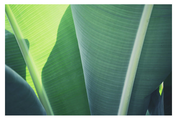 Plantain #1 - Fine Art Photograph