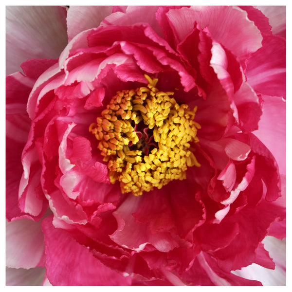 Charming - Fine Art Photograph