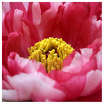 Ladylike - Fine Art Photograph