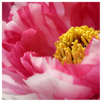 Allure - Fine Art Photograph