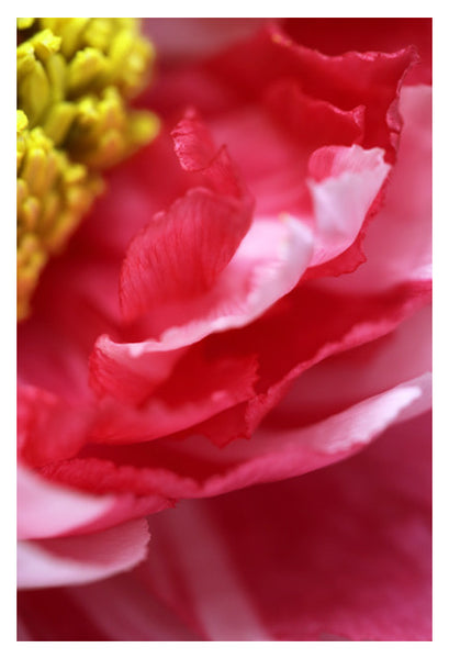 Vivacious -  Fine Art Photograph