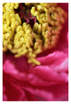 Exuberant -  Fine Art Photograph