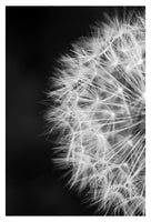 Spark (Dandelion) - Fine Art Photograph