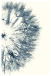Cyan Dandelion #1 - Fine Art Photograph