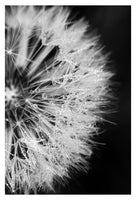 Nucleus - Fine Art Photograph