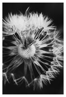 Plume - Fine Art Photograph