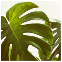 Verdure #4 -  Fine Art Photograph