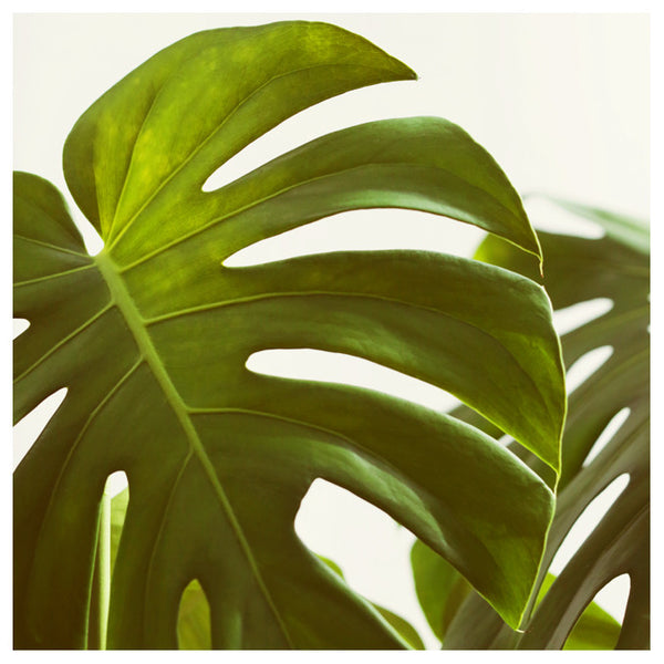 Verdure #4 -  Fine Art Photograph