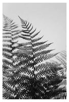 Fern Study In Black & White #1 - Fine Art Photograph