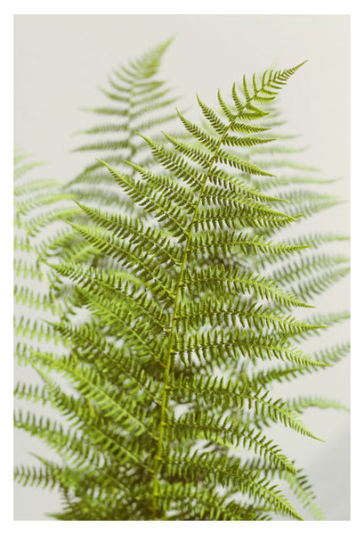 Fern Study #2  - Fine Art Photograph