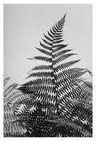 Fern Study In Black & White #2 - Fine Art Photograph