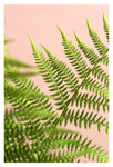 Fern Study On Pink #5 - Fine Art Photograph