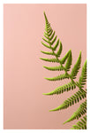 Fern Study On Pink #2 - Fine Art Photograph