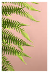 Fern Study On Pink #1 - Fine Art Photograph