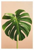 Verdure #8 - Fine Art Photograph