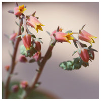Echeveria On Pink #3 -  Fine Art Photograph