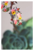 Echeveria On Pink #6 -  Fine Art Photograph