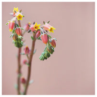 Echeveria On Pink #4 -  Fine Art Photograph