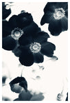 Cyan Anemone #4 - Fine Art Photograph