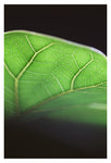 Lucky - Fine Art Photograph