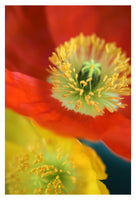 Spring Forward - Fine Art Photograph