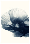 Cyan Poppy #3 - Fine Art Photograph