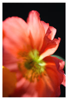 Fiery #6 - Fine Art Photograph