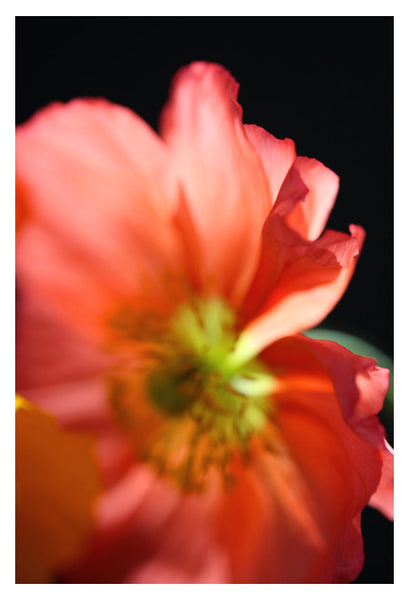 Fiery #6 - Fine Art Photograph