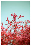 Thrive - Fine Art Photograph