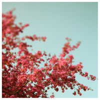 Flourish - Fine Art Photograph