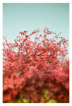 Gather - Fine Art Photograph