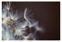 Wake Me A Song - Fine Art Photograph
