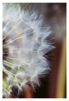 Voices Of Summer - Fine Art Photograph