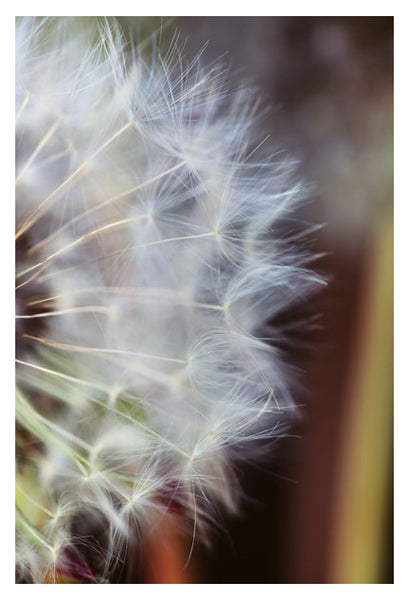 Voices Of Summer - Fine Art Photograph