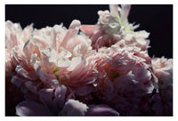 Pompon - Fine Art Photograph
