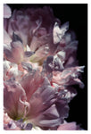Inflorescence - Fine Art Photograph