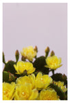 Prickly Pear #2 - Fine Art Photograph