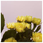 Prickly Pear #1 - Fine Art Photograph