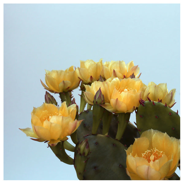 Prickly Pear #3 - Fine Art Photograph