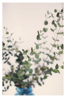 Eucalyptus #3 - Fine Art Photograph